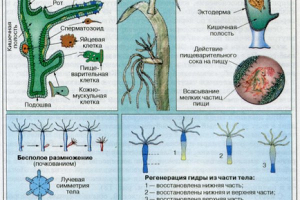 Кракен сайт kr2web in цены